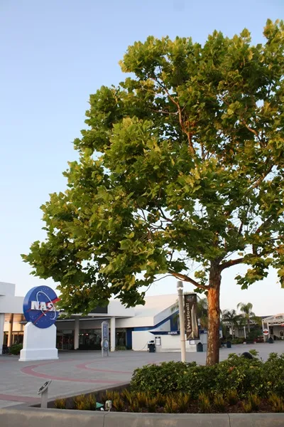 Moon Trees